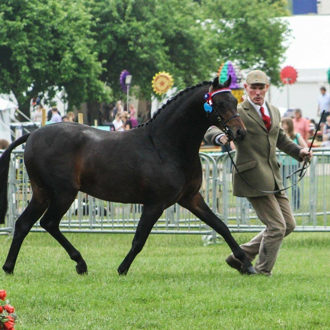 Dowhills Stud - 11.2hh Pony For Sale